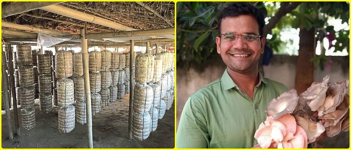 Prafulla Shende's shed for mushroom production.