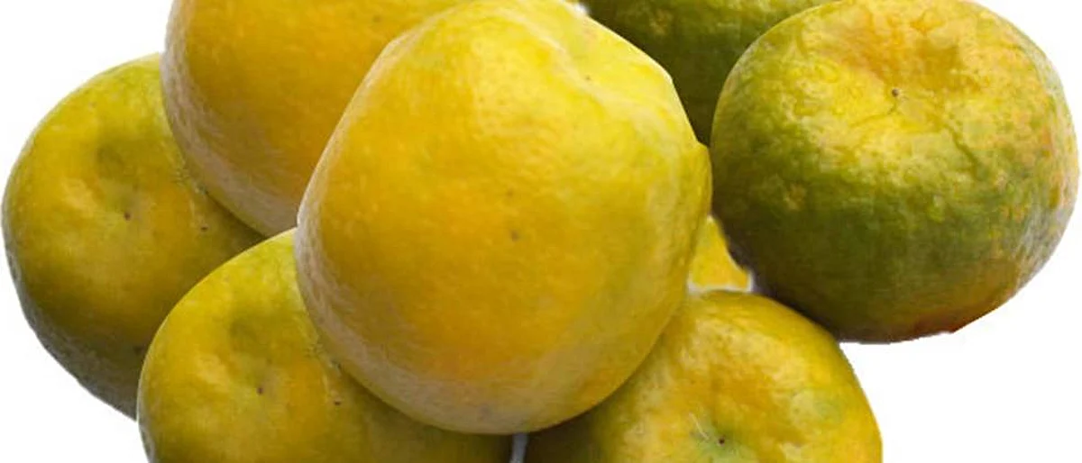 nagpur orange