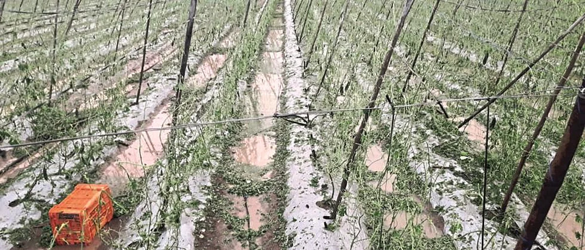 Rain to Madha, North Solapur, Akkalkot