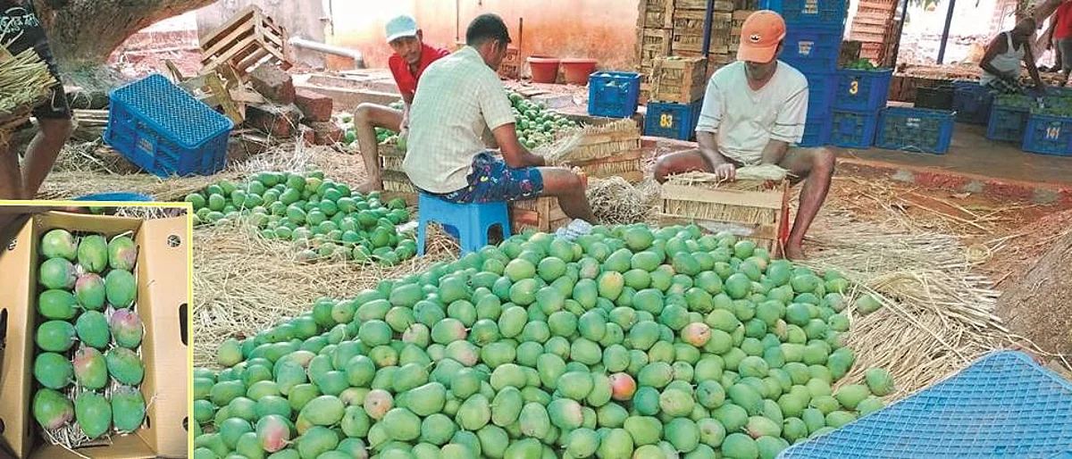 गुणवत्तापूर्ण आंब्याला मिळवली ग्राहक बाजारपेठ