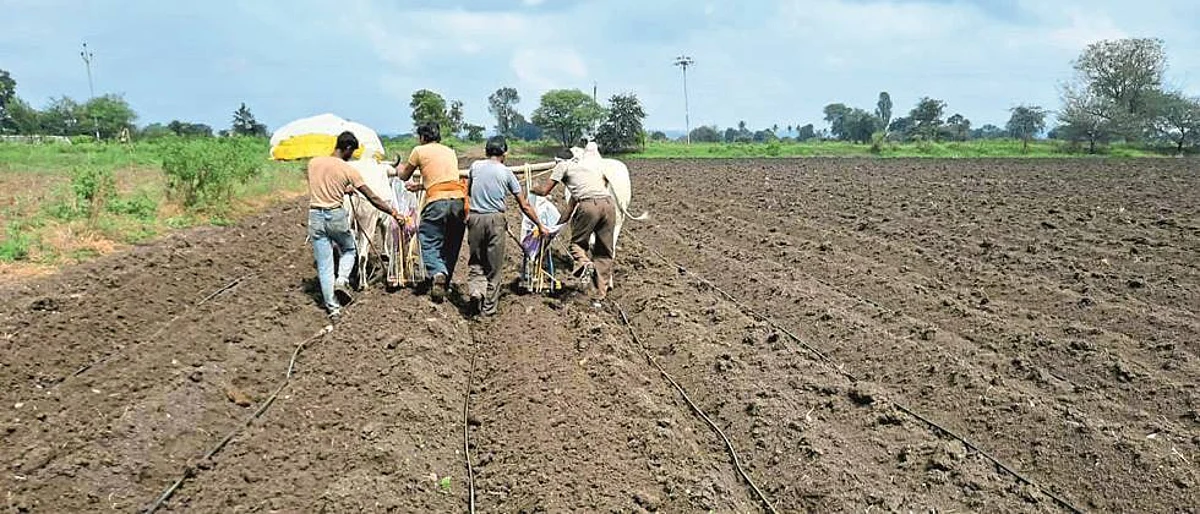 Almost rabbi sowing in Pathrud