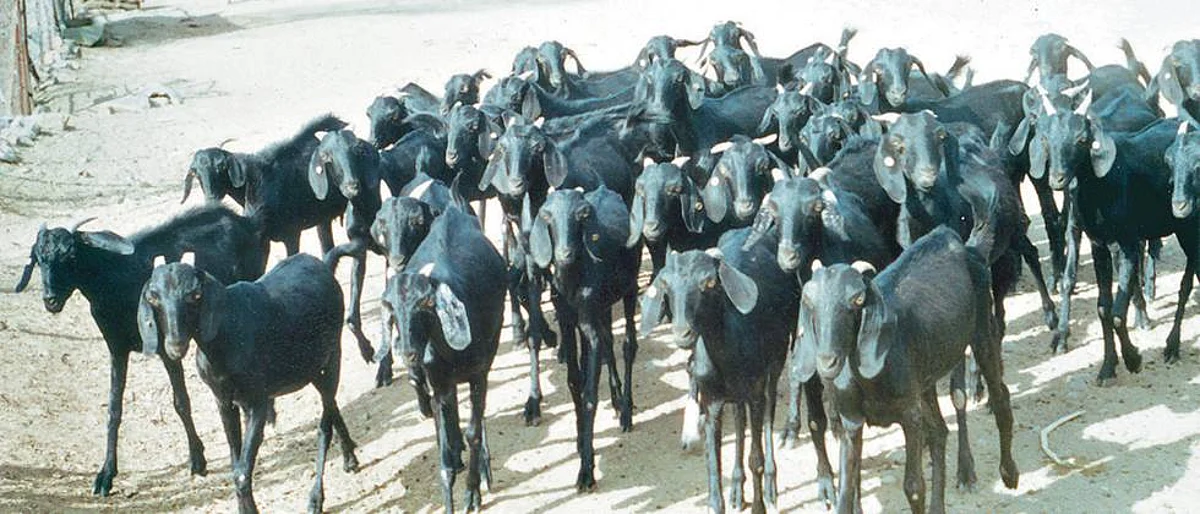 नगरमध्ये सहाशे शेतकऱ्यांना मिळणार पशुसंवर्धन योजनेचा लाभ