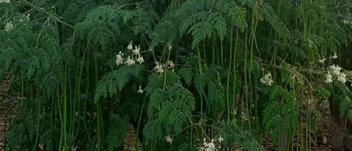 Drumstick Cultivation