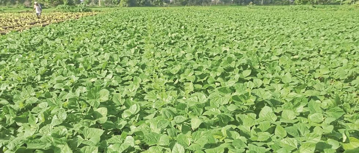 Summer Soybean
