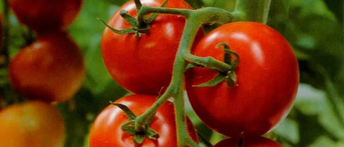 Tomato Production