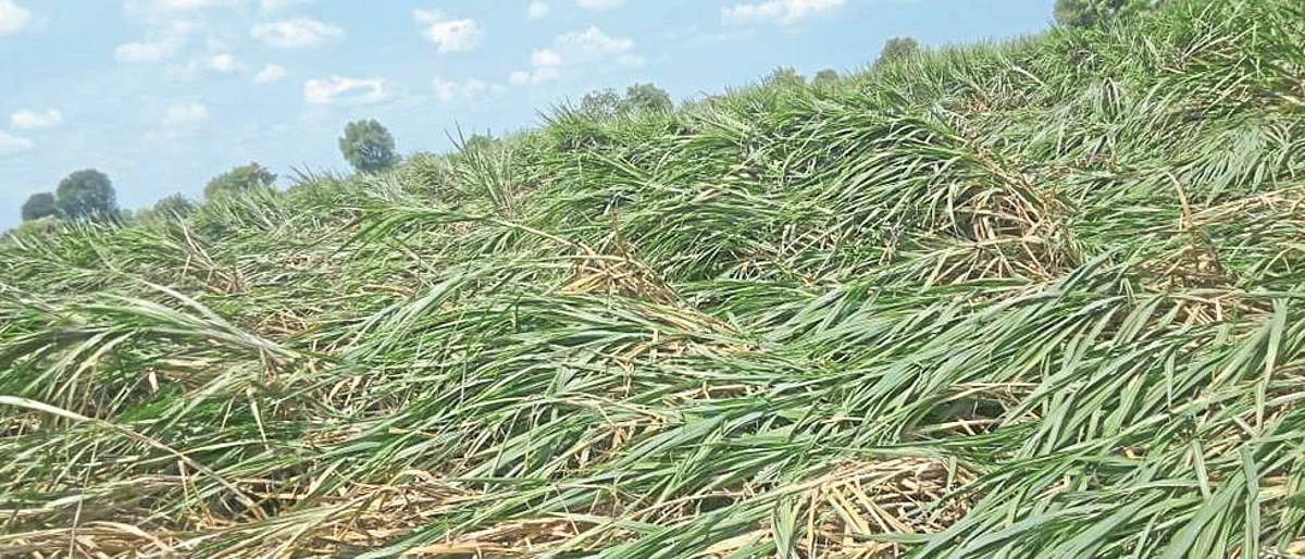 Crop Damage