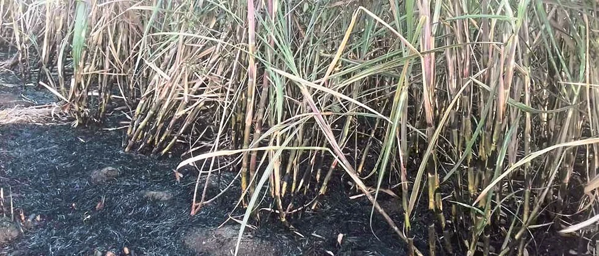 विद्युत वाहिनीच्या घर्षणाने उसाला आग
