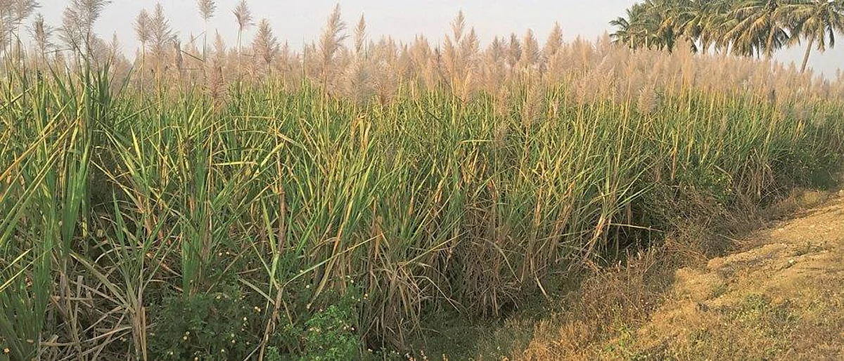 उसातील तुरा टाळण्यासाठी उपाययोजना