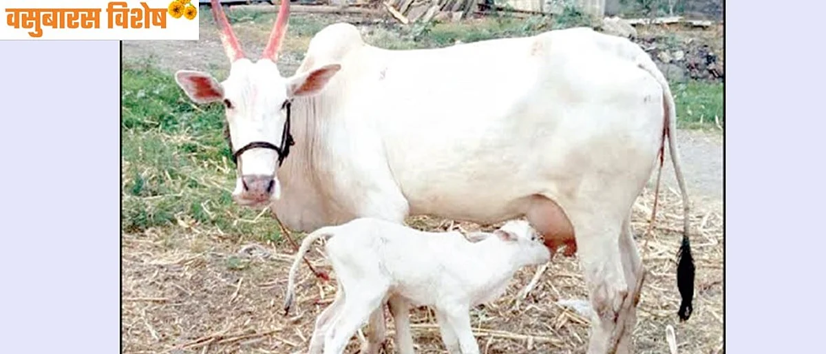 संकल्प करूया देशी गोवंश संवर्धनाचा...