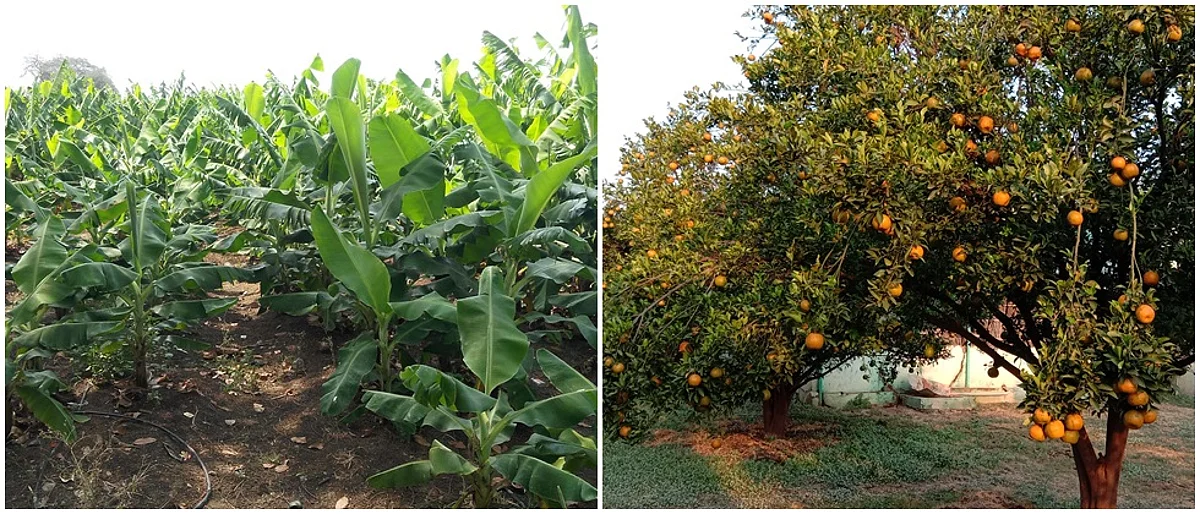 ब्राम्हणवाडा गावात फुललेल्या केळी व संत्रा बागा