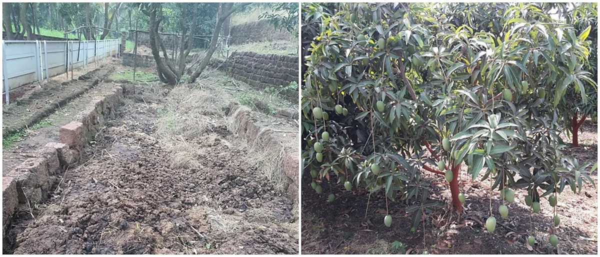 सेंद्रिय खतनिर्मिती तंत्रातून आंबा उत्पादन, दर्जावाढ