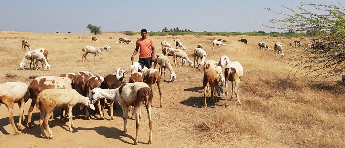 Action against those who are being bullied by children for sheep rearing