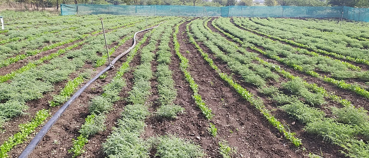 Rabi Crop
