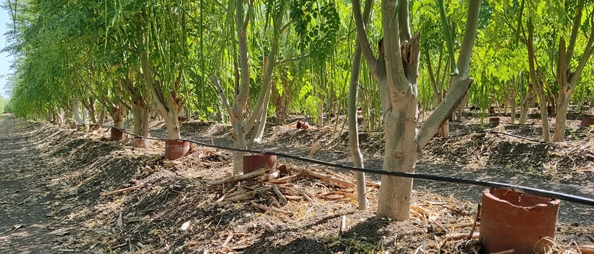 Moringa Production