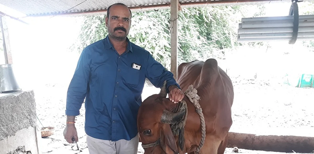 प्रशांत शेेडे आपल्या देशी गायीसह