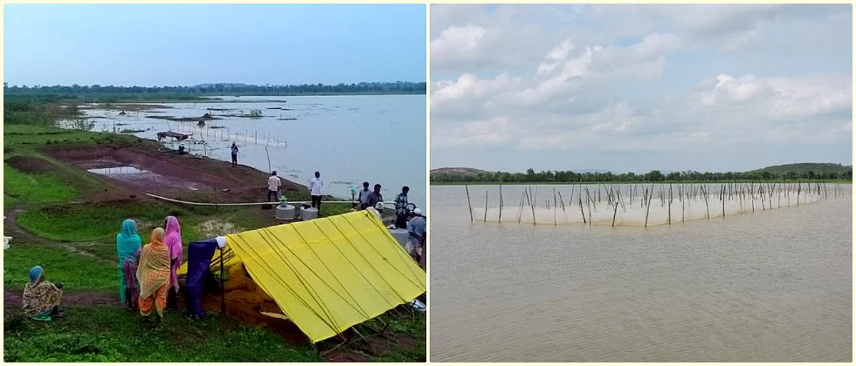 मत्स्यबीज गुणवत्तेचे महत्त्व