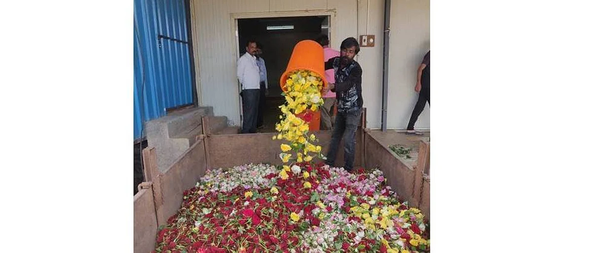 Pavana Flower Producers' Union loss of one and a half lakh per dayPavana Flower Producers' Union loss of one and a half lakh per day