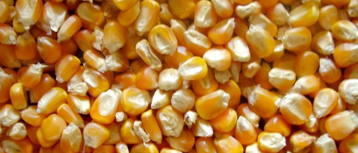 Maize Market