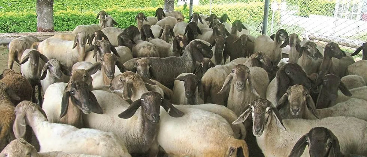 शेळ्या-मेंढ्यांमधील थायलेरिओसिस