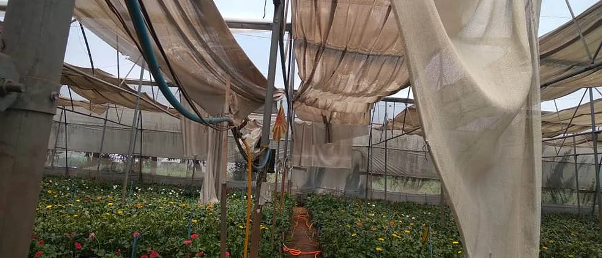 वाळव्यात वादळी वाऱ्याने पॉलीहाउसचे मोठे नुकसान With dry winds Major damage to the polyhouse
