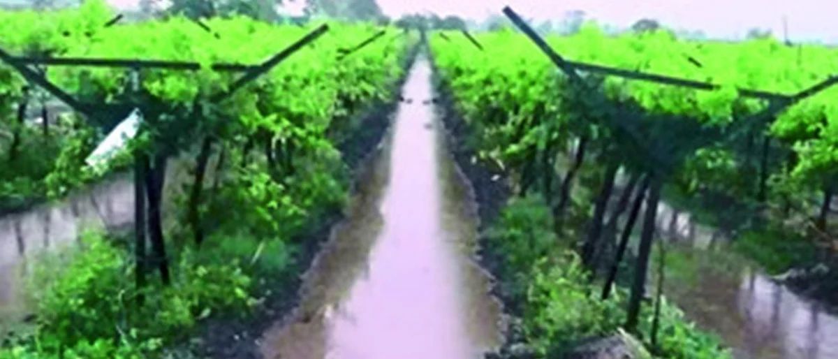 Grape Advisory