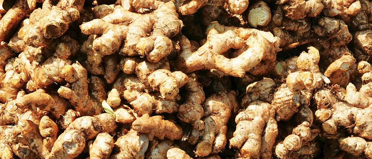 Ginger Rate