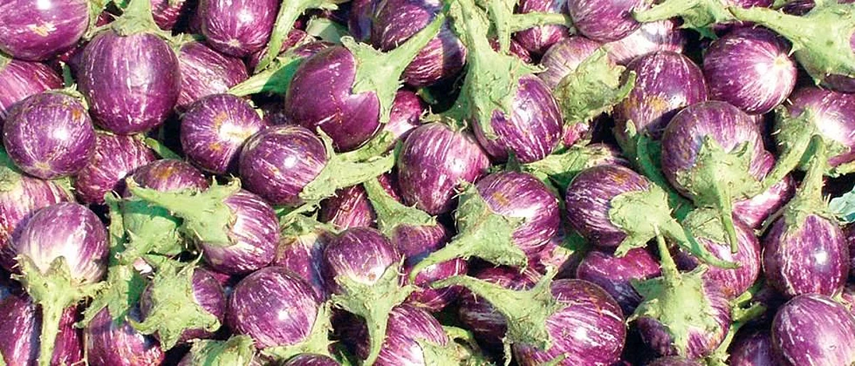 Improvement in prices of dodka, brinjal and okra in the Nagar