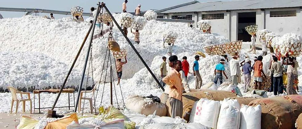 यंदा कापसाची विक्रमी सरकारी खरेदी होणार