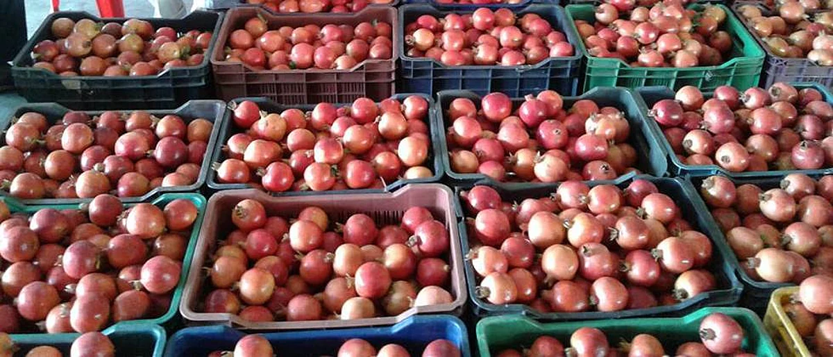 Solapur grapes, pomegranate prices again stable, demand continuity