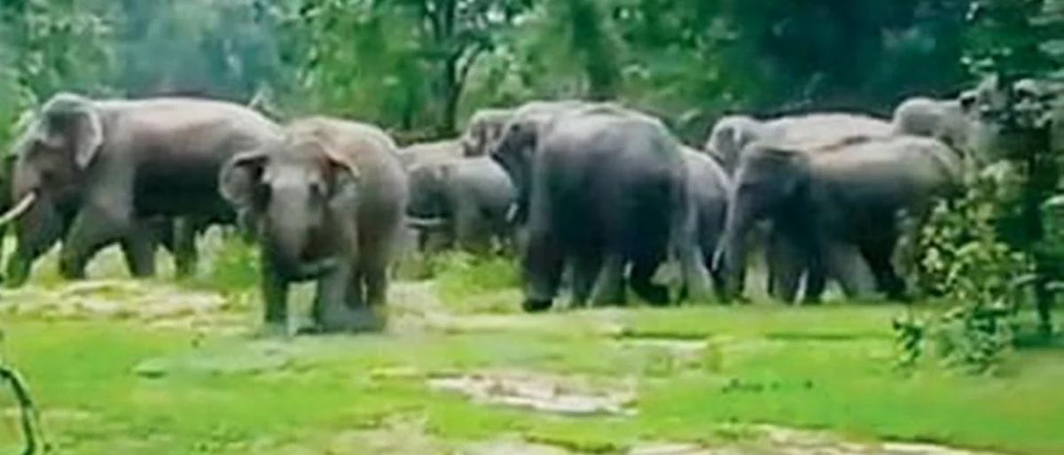 गडचिरोलीचे हत्ती गुजरातला नेण्याचा घाट
