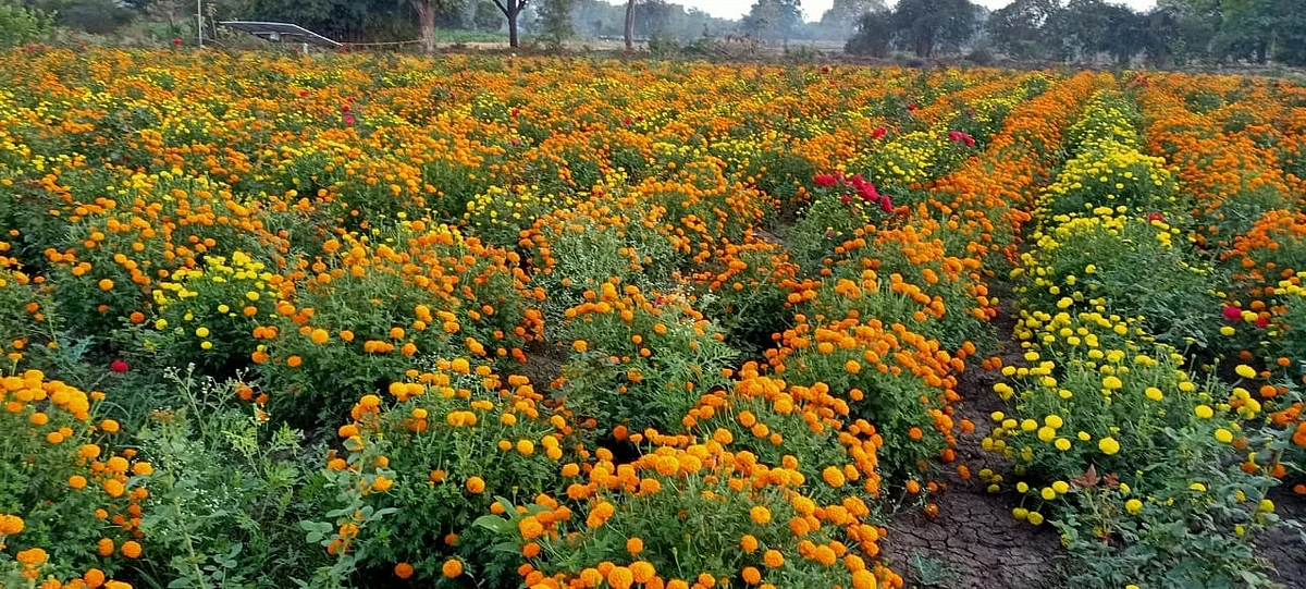 Mundkhed Flowers