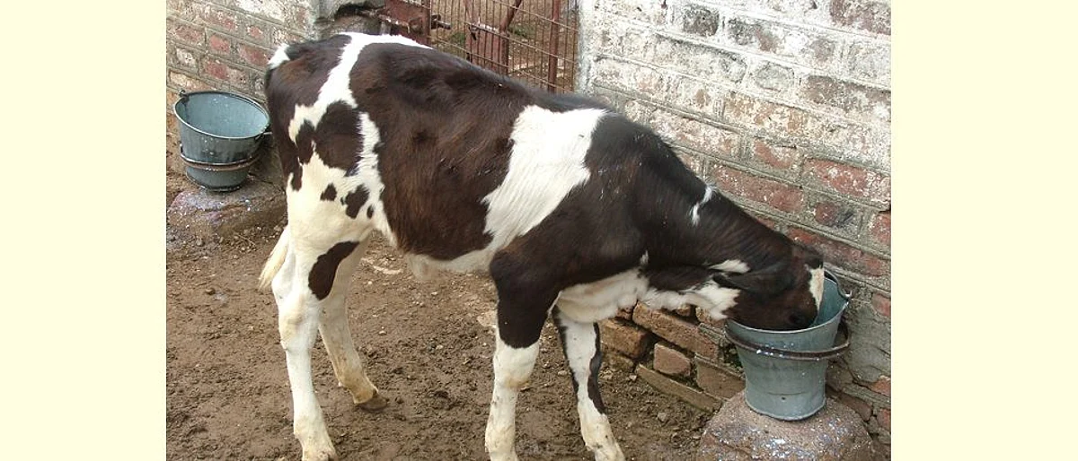 वासरांच्या आहारात काफ स्टार्टरचा वापर