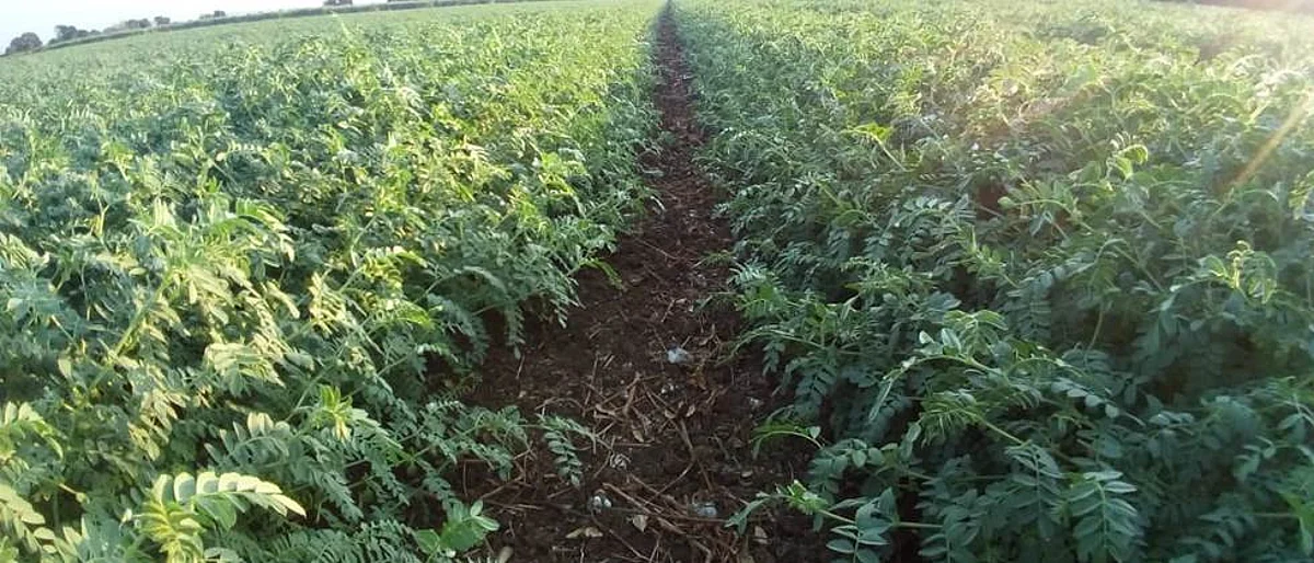Chana Sowing