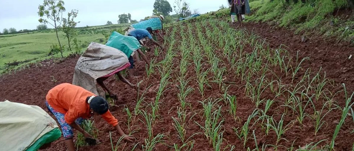 finger millet cultivation