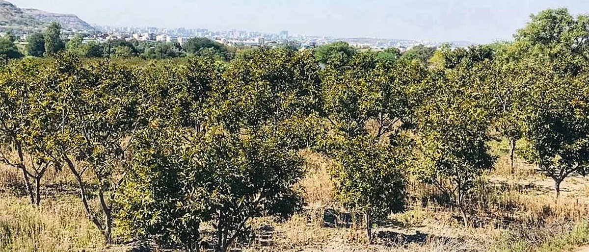 शेतकरी नियोजन पीक : सीताफळ