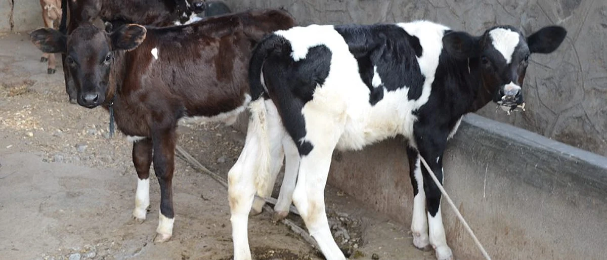 कालवडीतील प्रजनन संस्थेचे महत्त्व..