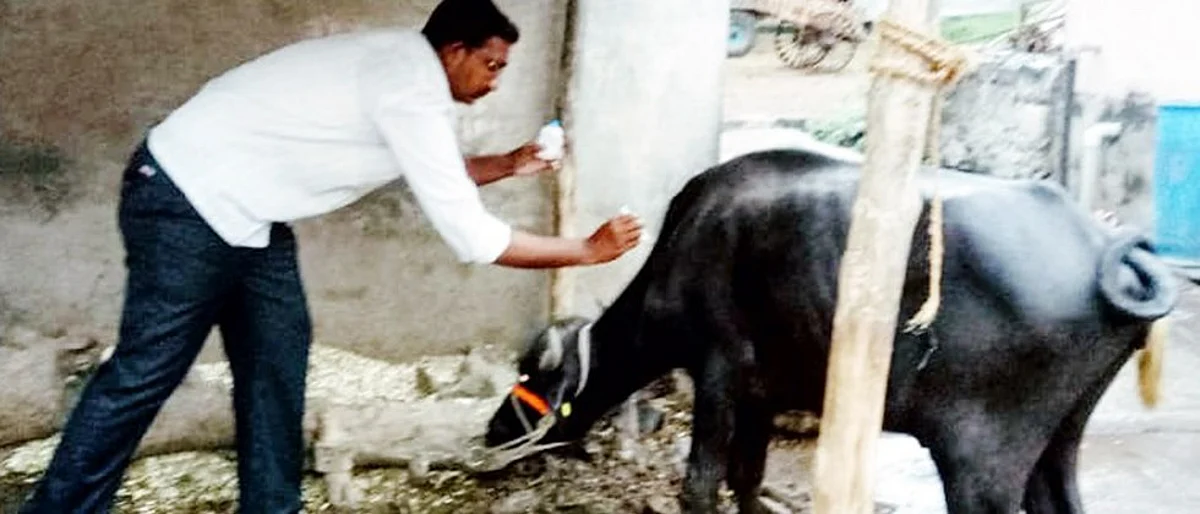 vaccination in animals`