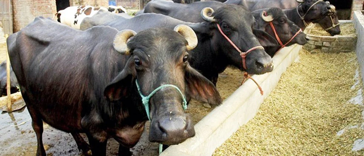 Buffalo Management