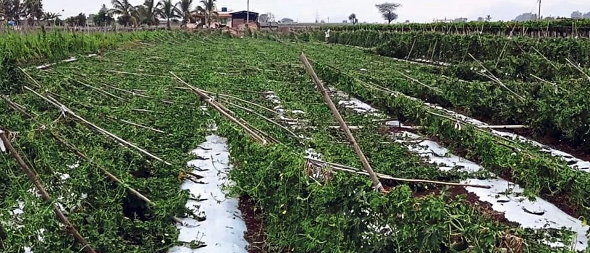 Crop Damage