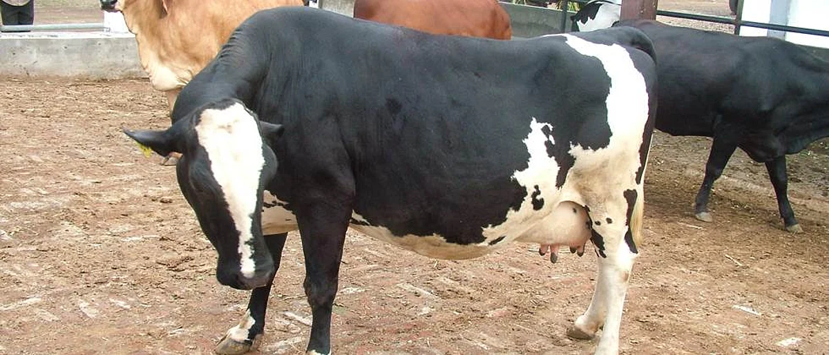 गाभण जनावरांचे योग्य व्यवस्थापन