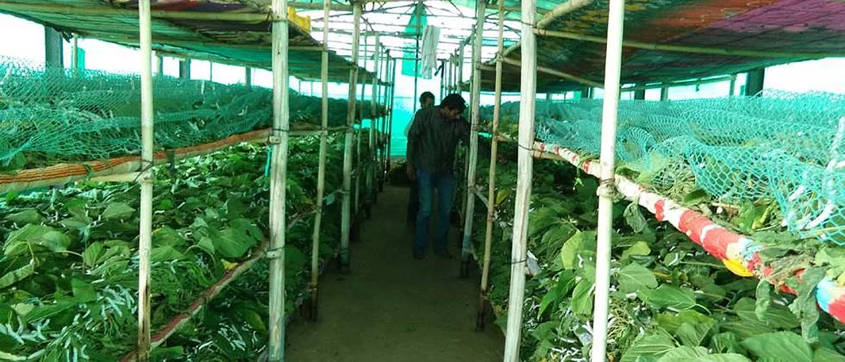 तुती, रेशीम कीटकांचे व्यवस्थापन तंत्र