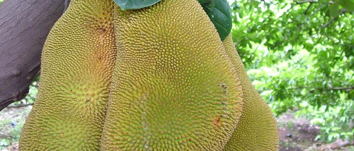 फणस व्यवस्थापन