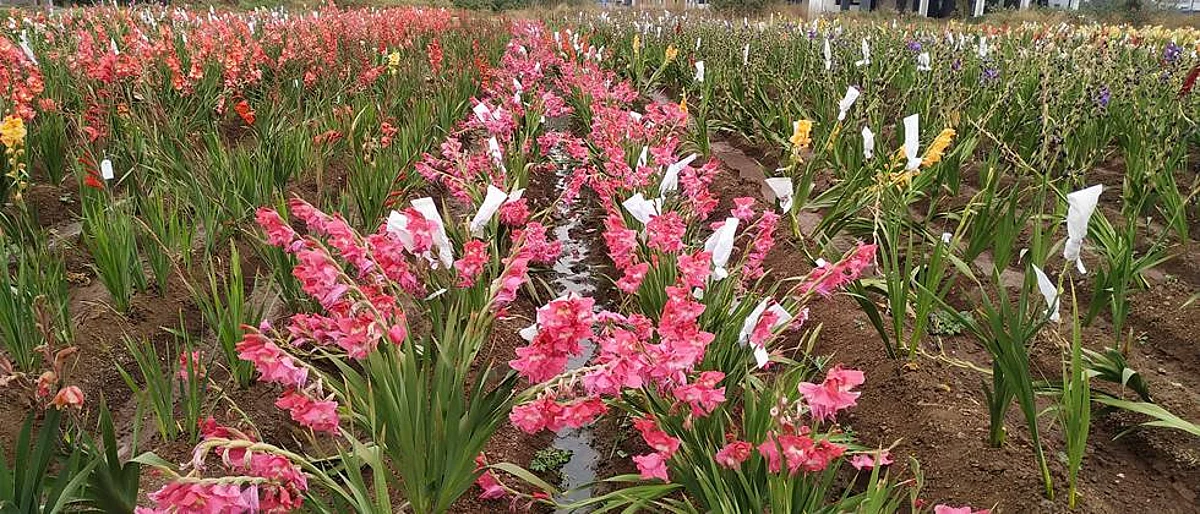 Gladiolus Cultivation