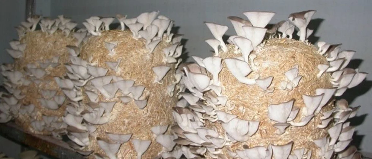 mushroom production