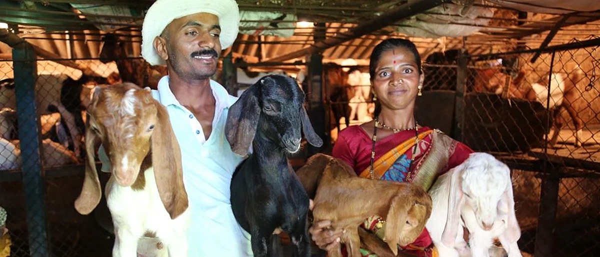 शेळीपालनाने दिली आर्थिक प्रगतीची दिशा