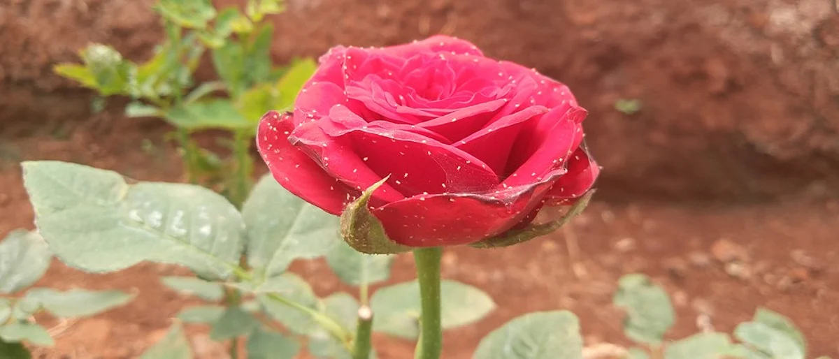 Infestation of red spider on roses