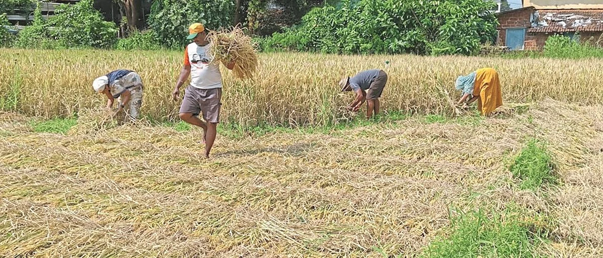 Paddy Harvesting