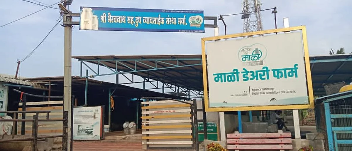 जातिवंत पैदाशीसह आदर्श गोठा व्यवस्थापन