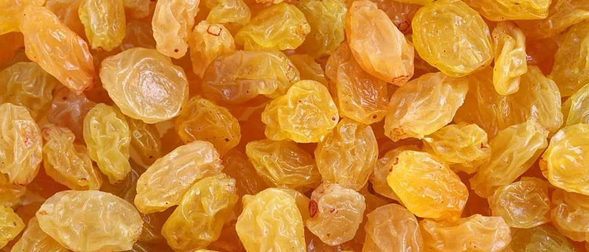 सोलापुरात बेदाण्याला प्रतिकिलोला २६५ रुपये दर
