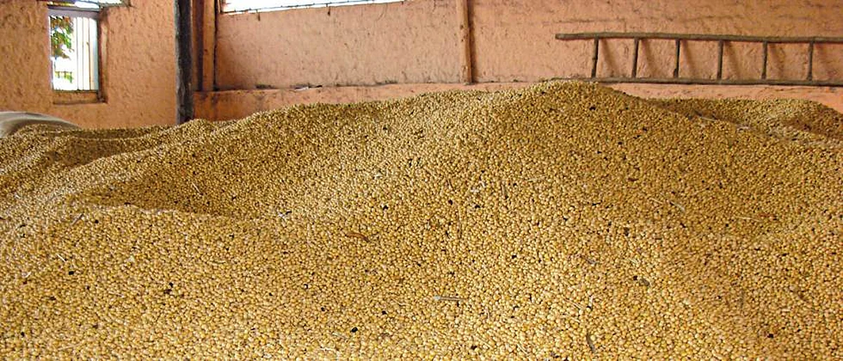 Soybean Rate